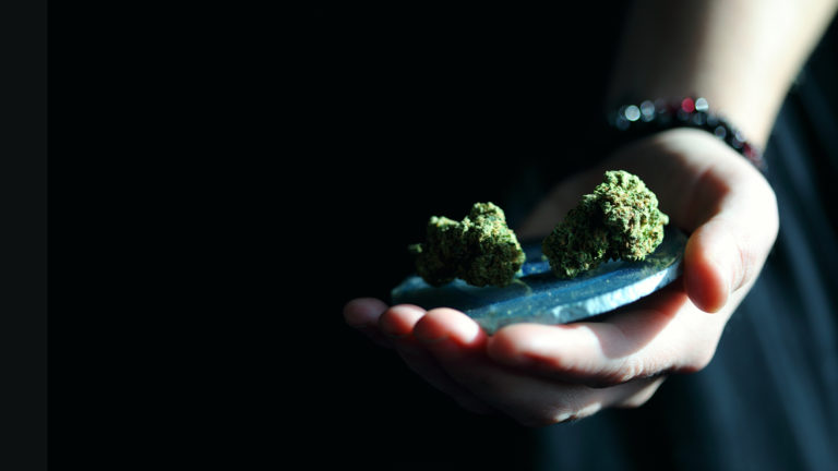 person holding two cannabis buds
