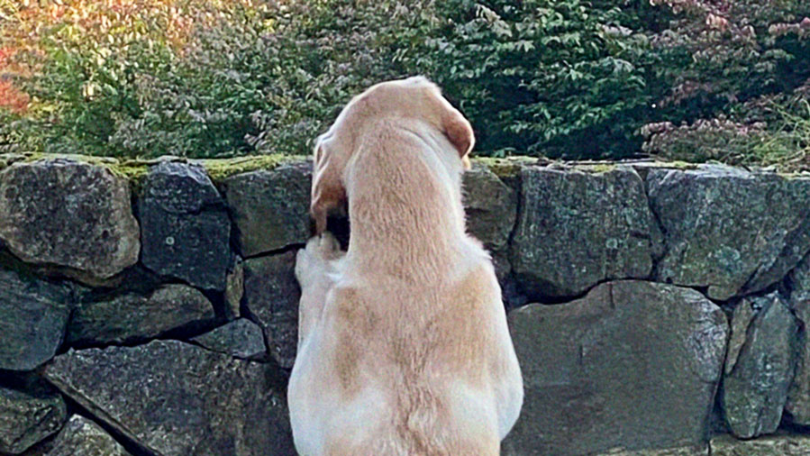 golden labrador retriever youth peering over wall