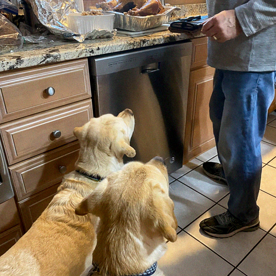 two golden labrador retrievers waiting for thanksgiving food scraps