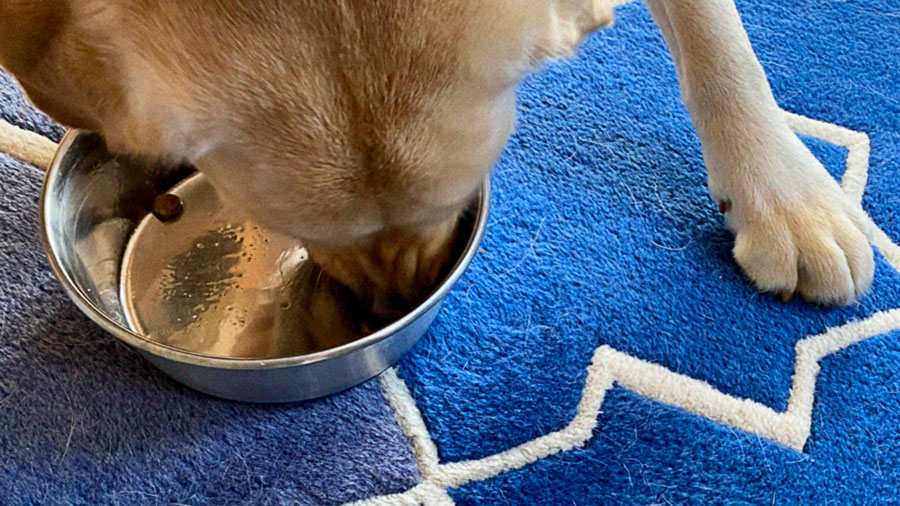golden labrador retriever finishing food in metal food bowl